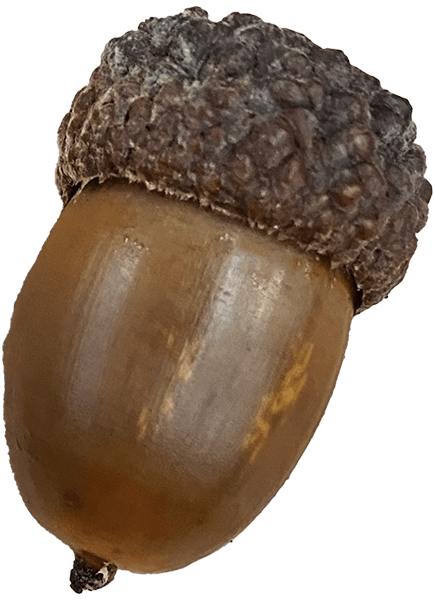 White Oak Acorn