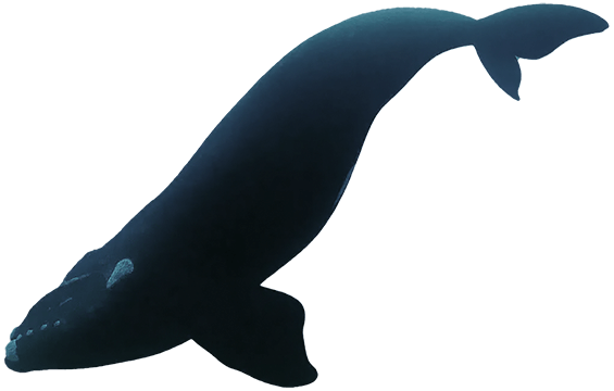 Right Whale